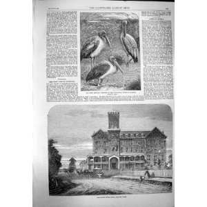  1863 MONTEAGLE HOTEL NIAGARA AFRICAN TANTALUS BIRDS