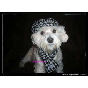  Dog Eastside Houndstooth Cap and Scarf Xs Kitchen 