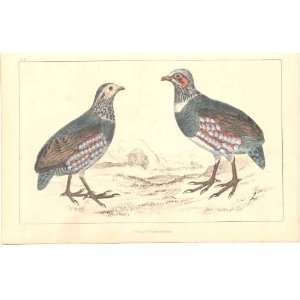  H/C Birds 1852 Goldsmith Partridge