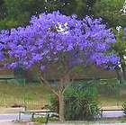20 Graines FLAMBOYANT BLEU arbre (caesalpin​ia)