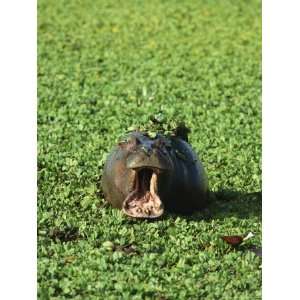 Hippopotamus in a Pond Filled with Aquatic Plants Yawns Stretched 