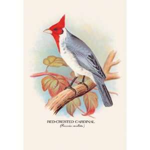  Red Crested Cardinal 20x30 poster