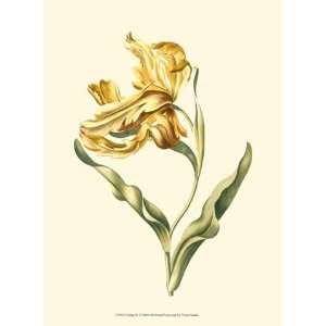    Tulipa IV   Poster by Vision studio (9.5x13)