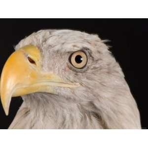  Portrait of a Bald Eagle, Lincoln, Nebraska Stretched 