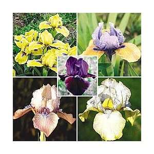  Dwarf Reblooming Iris Collection