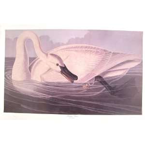  Trumpeter Swan by M. Bernard Loates