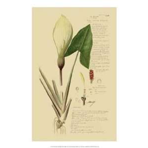   OWP57444Z Descubes Aroid Plant III   Poster 14x21