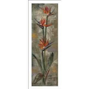   Vassileva   Bird Of Paradise Size 27x10 Poster Print