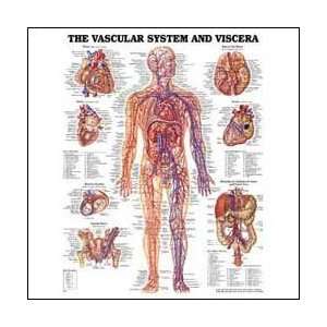  The Vascular System and Viscera Anatomical Chart 20 X 26 