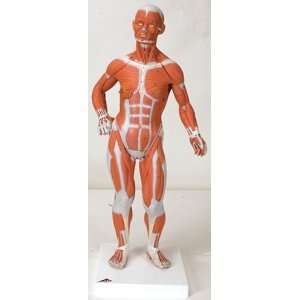  3B Scientific Mini Musculature Figure Model; Torso Model 