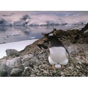 com A Gentoo Penguin Cradles its Egg Between its Feet in a Rocky Nest 