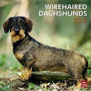  2012 Wirehaired Dachshunds Calendar