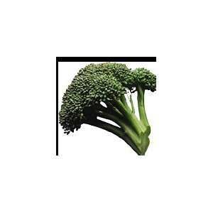  1000 EARLY FALL RAPINI BROCCOLI (Broccoli Raab / Broccoli 