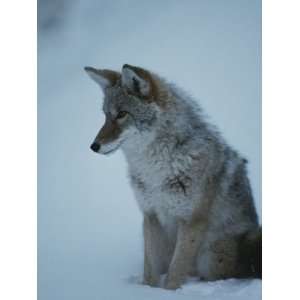 Coyote with Winter Coat, Yellowstone National Park, Wyoming Stretched 