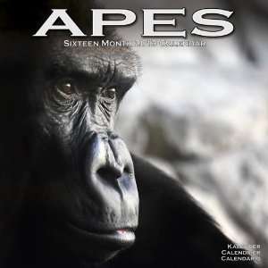  Apes 2013 Wall Calendar 12 X 12