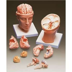  Head with Brain Model