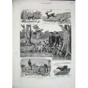  1880 Deer Hunting New Forest Hounds Dogs Country Print 