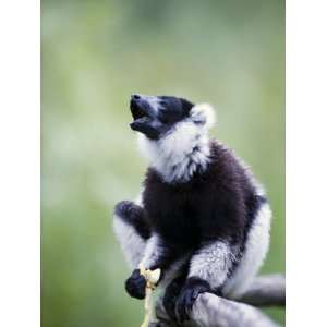  Black and White Ruffed Lemur Sitting on a Branch, Lemur 