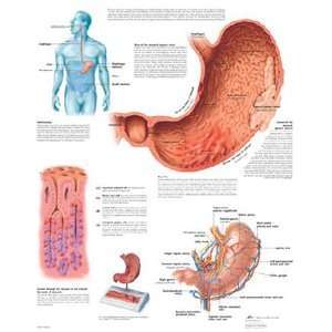 The Stomach Chart  Industrial & Scientific