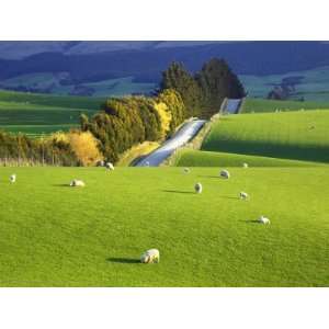  Farmland, South Otago, South Island, New Zealand 