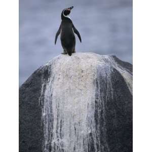  A Humboldt, or Peruvian, Penguin on a Rock Stained with 