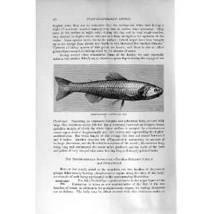  PHOSPHORESCENT SARDINE FISH NATURAL HISTORY 1896 PRINT 