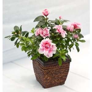  Pink Azalea in Wicker and Wood Container  Ships Via 2 day 