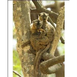  Red fronted Brown Lemur   Family in tree Photographic 