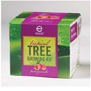  Tropical Tree Seed Kit   Pomegranate Patio, Lawn & Garden