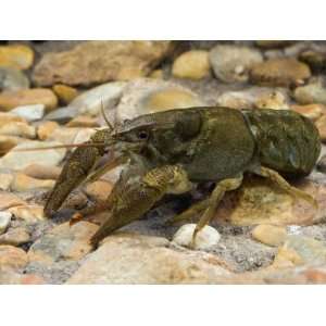 White Clawed Crayfish West Sussex, England, UK Animal Premium Poster 