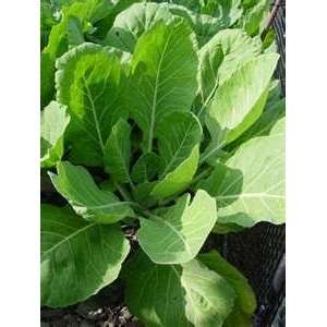  Vates Collard Seed   5g Seed Packet Patio, Lawn & Garden