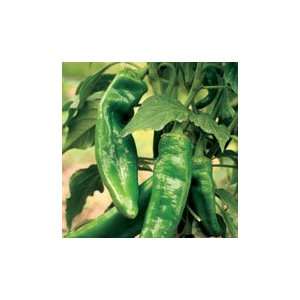  Organic Numex Conquistador Chile Pepper Patio, Lawn 