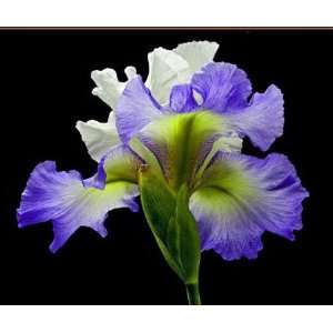   Tall Bearded Iris   Alizes Open Edition Canvas Giclee