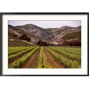  Vineyard and Typical Alpilles Landscape Near Mausanne 