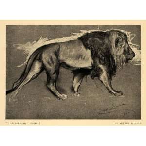  1911 Print Lion Walking Side Main Muscular Charcoal Art 