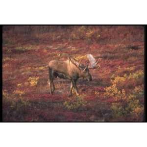  12X16 inch North American Deer Canvas Art Moose In 