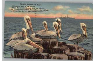 Linen Postcard~Florida Pelicans at RestPoemFL  