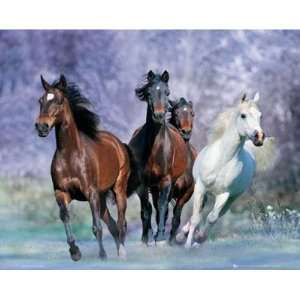  Bob Langrish Running Horses Poster 16 X 20