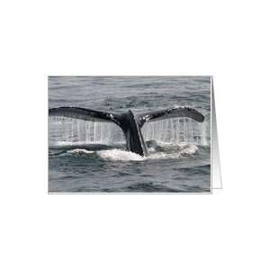 Cape Cod Whale Card