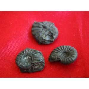  S8317 Mini Black Ammonite Fossil Double Sided 3 pcs 