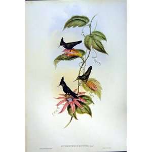  1990 Hummingbirds Orthorhynchus Cristatus Ornatus Gould 