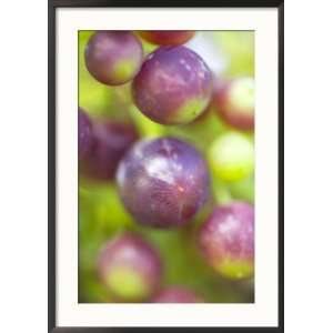 Vitis Queen of Esher (Grape), Close up of Purple Berries Framed 