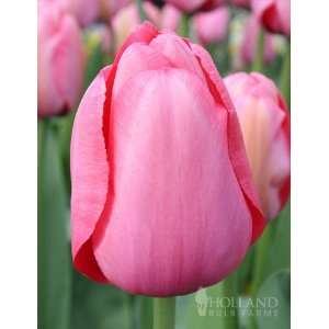  Pink Impression Darwin Hybrid Tulip   10 bulbs Patio 