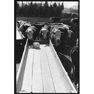  Photo Cattle at feeding trough, Grundy County, Iowa 1940 