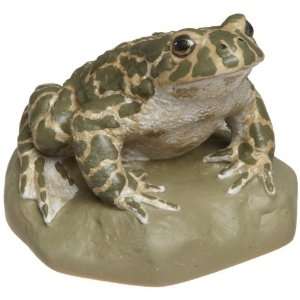   VN710/1 Male Green Toad (Bufo Viridis) Industrial & Scientific
