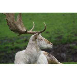  White Fallow Deer Taxidermy Photo Reference CD Sports 