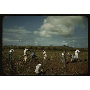  Photo Cultivating sugar cane on the Virgin Islands Company 