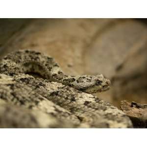  Speckled Rattlesnake at the Henry Doorly Zoo, Omaha Zoo 