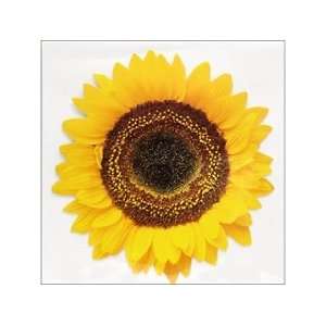    Paper House Diecut Card Common Sunflower (3 Pack)