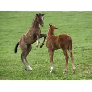 Two Thoroughbred Colt Foals, Playing, Virgina Premium Poster Print by 